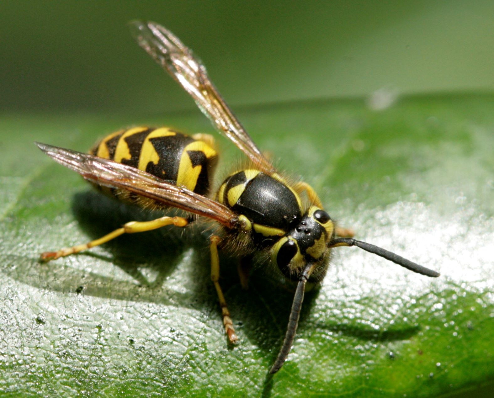 Yellowjacket